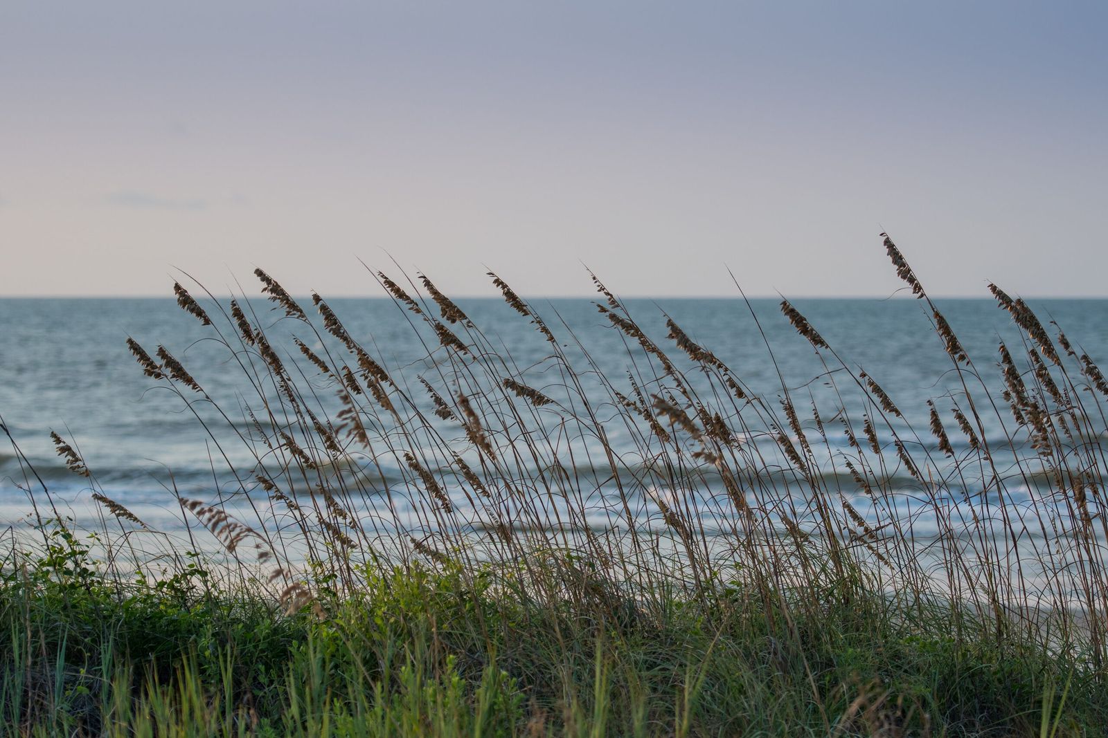 Sea oats blowing in the wind on a dune above the ocean